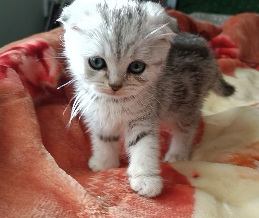 Кошечка мраморная вислоухая