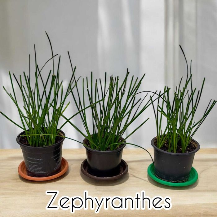 Plante ornamentale de apartament