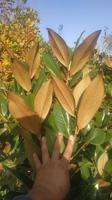 Маржвинка старичка сипирал