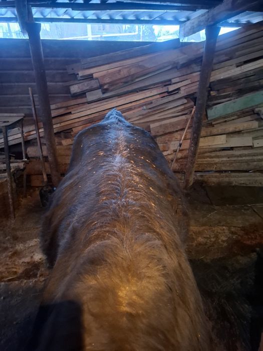 Продам быка возраст 2 года!