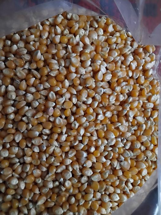 Porumb pentru floricele(popcorn) din producție proprie, fără chimicale