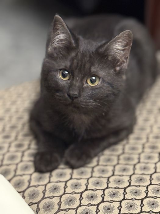 Котята ищут новый дом