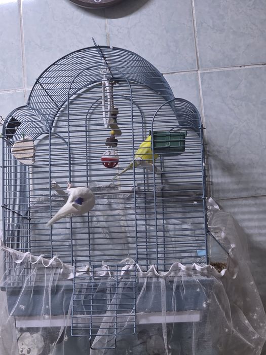 Попугай  парочка