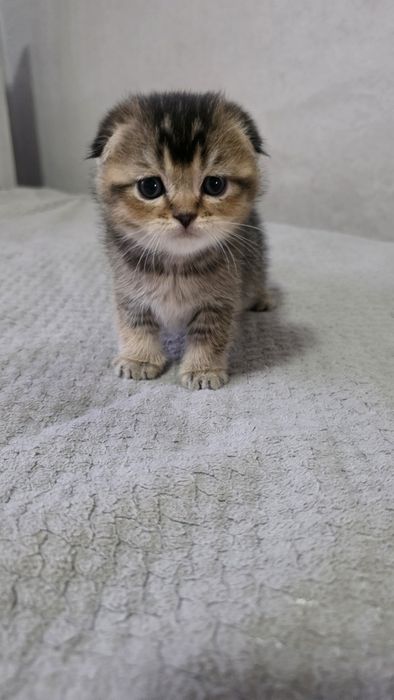 Продам шотландских котят