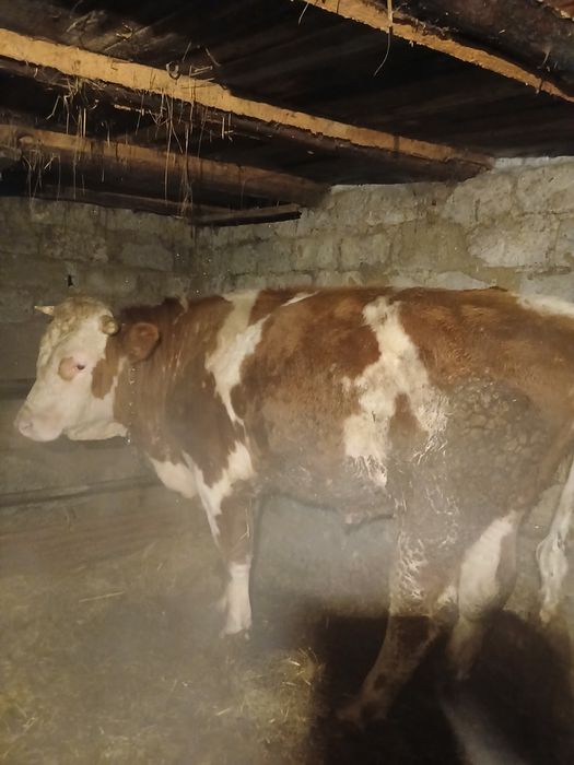 Продам быка на племя чистый симментал