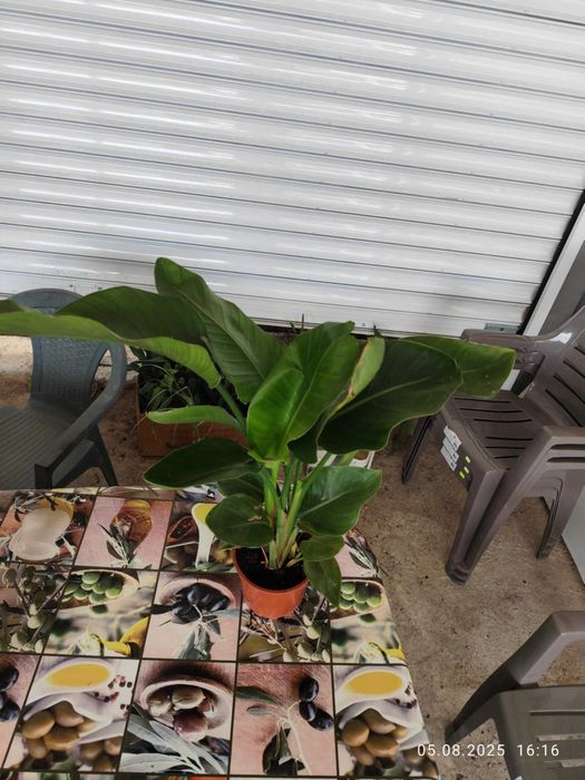 Стрелиция Налични 2 вида