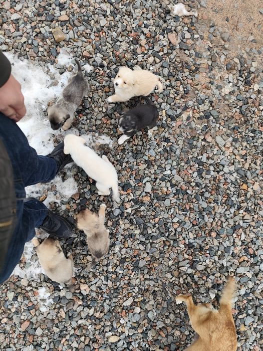 Щенки отдам даром