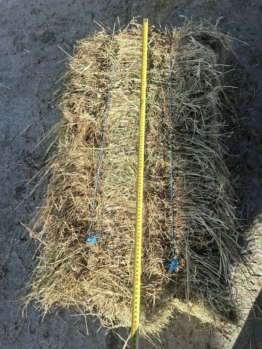 Baloti fan si lucernă