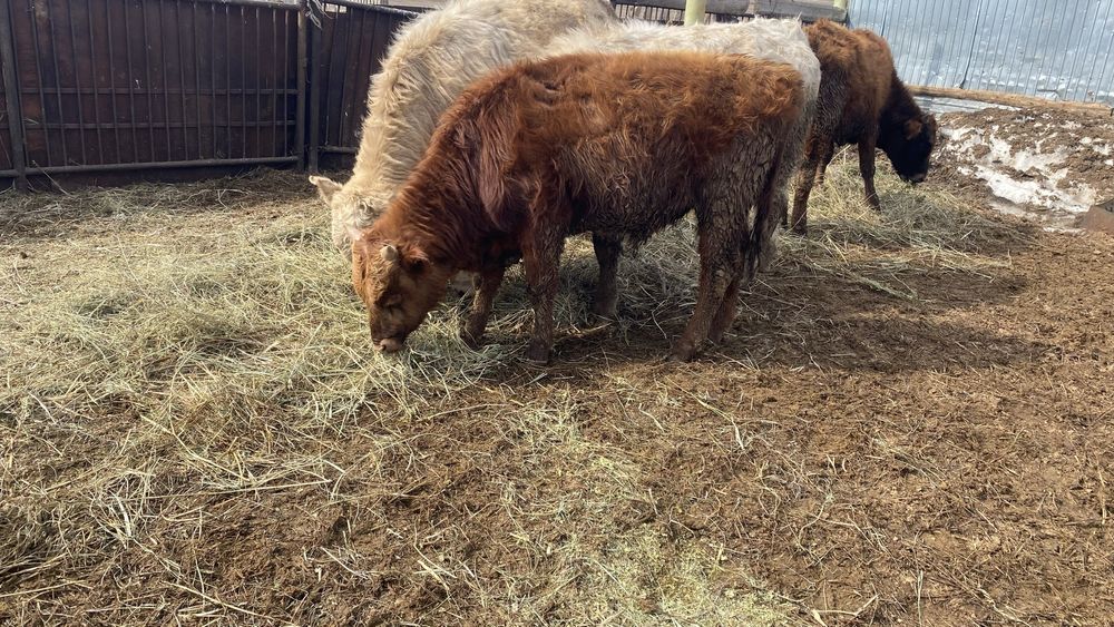 6 бас баспақ сатылады