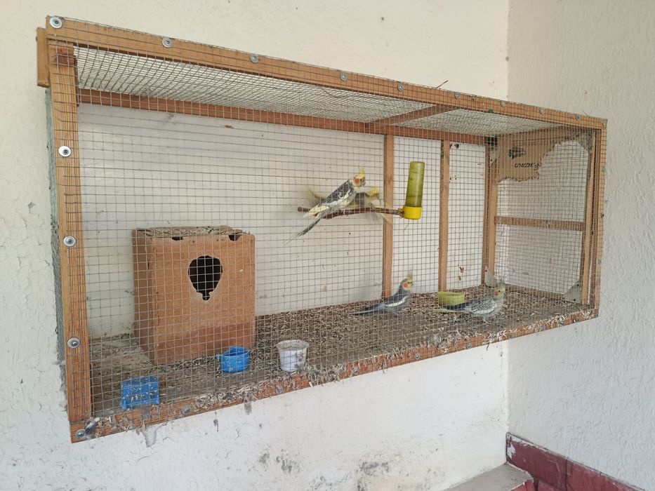 4 та Карелла попугай кафаси Билан