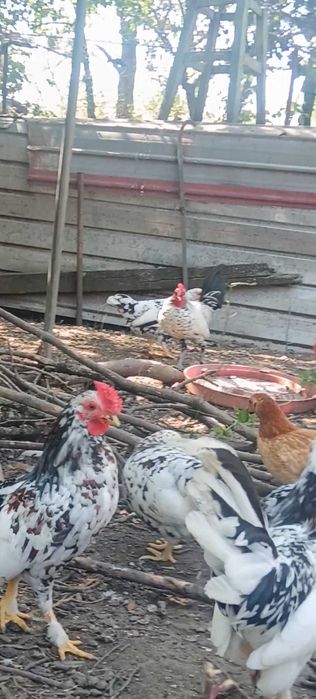 Pereche Găini Pitice de 1 an+ Cocoși pitici de 5 luni .