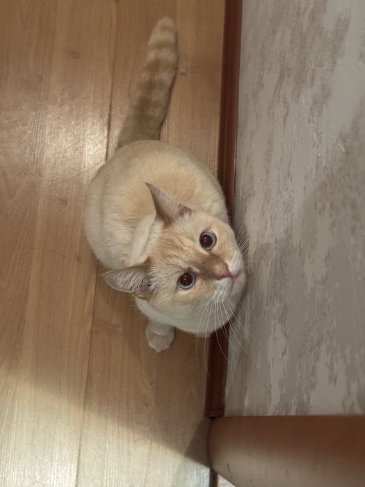 Отдам Кота в ОЧЕНННЬ добрые руки