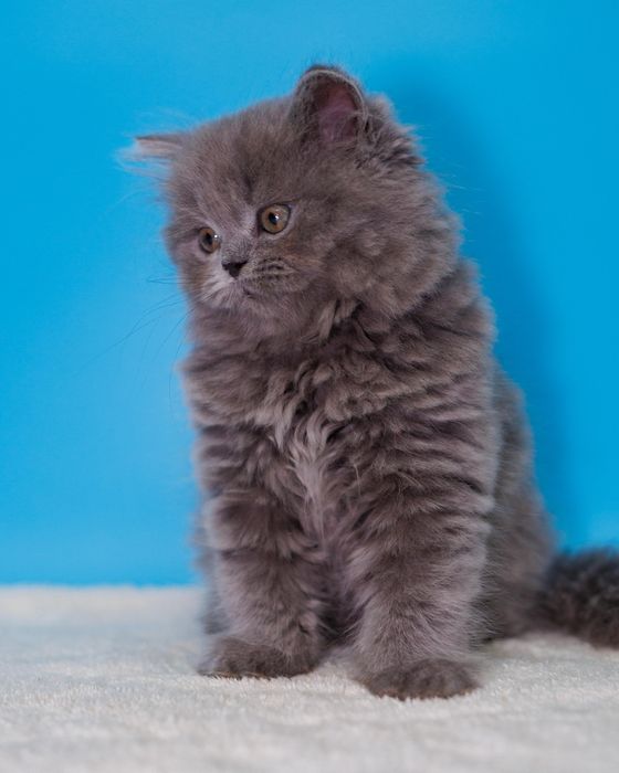 Британские котята шоу класса