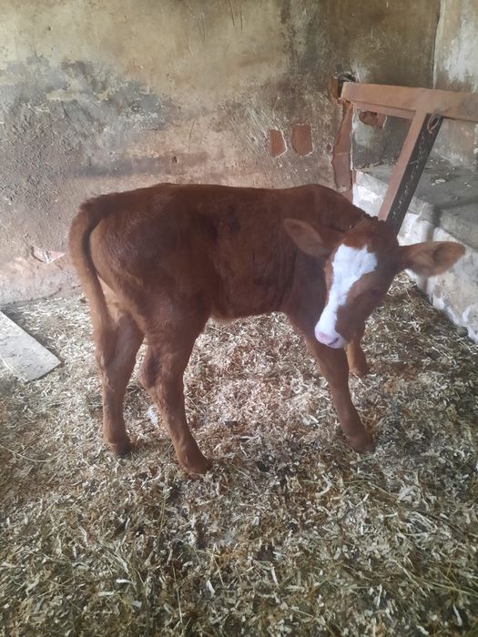 Vitea limuzin de vanzare
