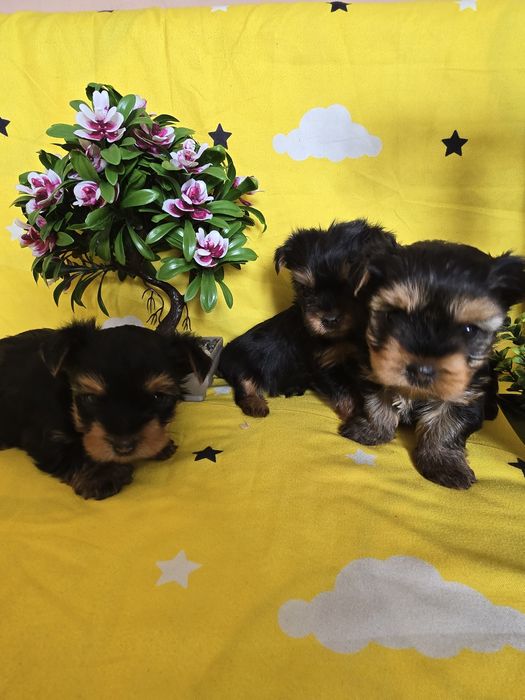 Мини йоркширски териер