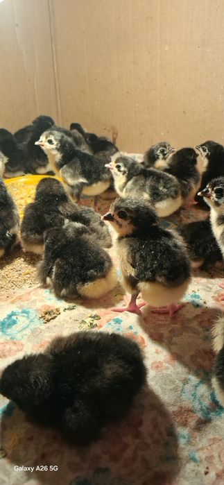 Чёрный Австралорп балапандар.