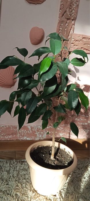 Комнатные цветы и растения