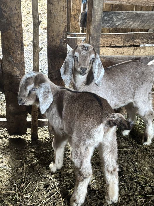 De vânzare doi ieduti anglo nubiei