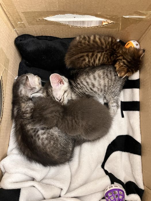 котята породистые