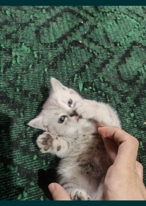 Срочно продаются котята