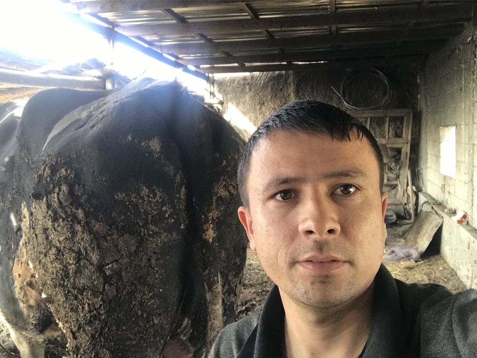 Galanski zodor buqa sotiladi 1 tonalik