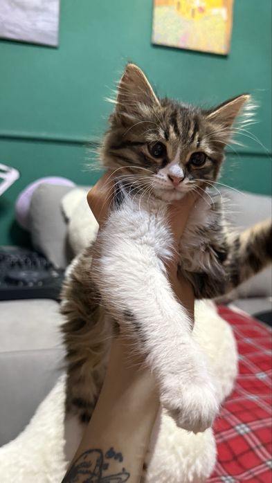 Ищем дом котенку
