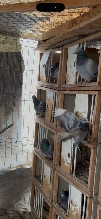 Vând porumbei voiajori