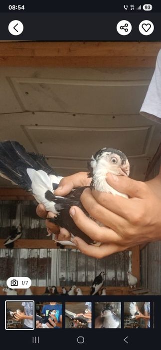 Porumbeii jucători de Galați de vânzare