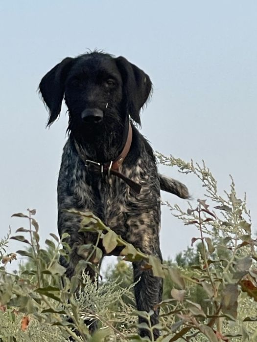 Продается щенок дойч дратхаара