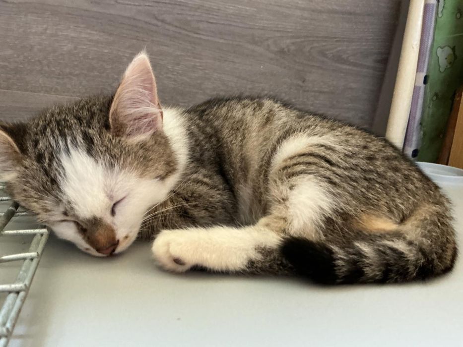 Отдам котенка в добрые руки