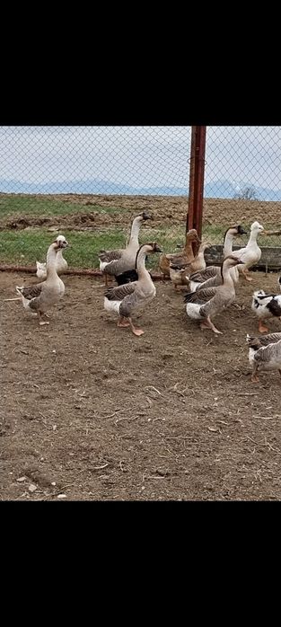 Oua gâscă și rața moțată