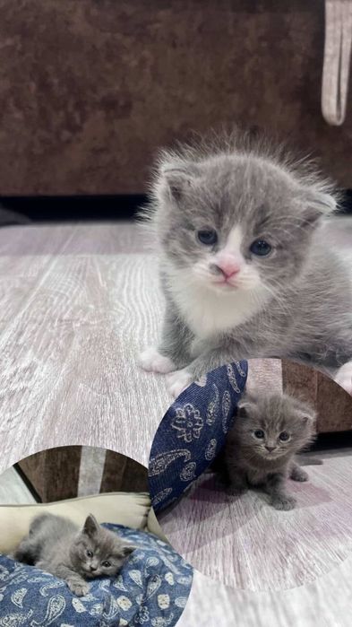 Mushukchalar sotiladi !!!