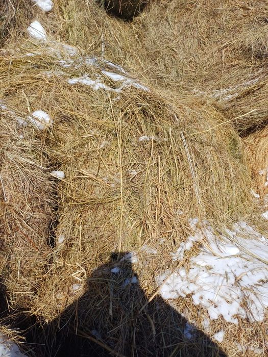 Продам сено в рулонах