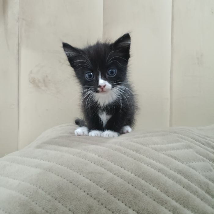 СРОЧНО отдам котят