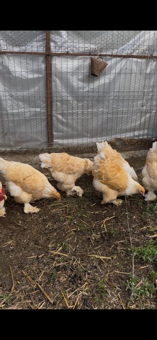 Familie brahma lemon 5+1