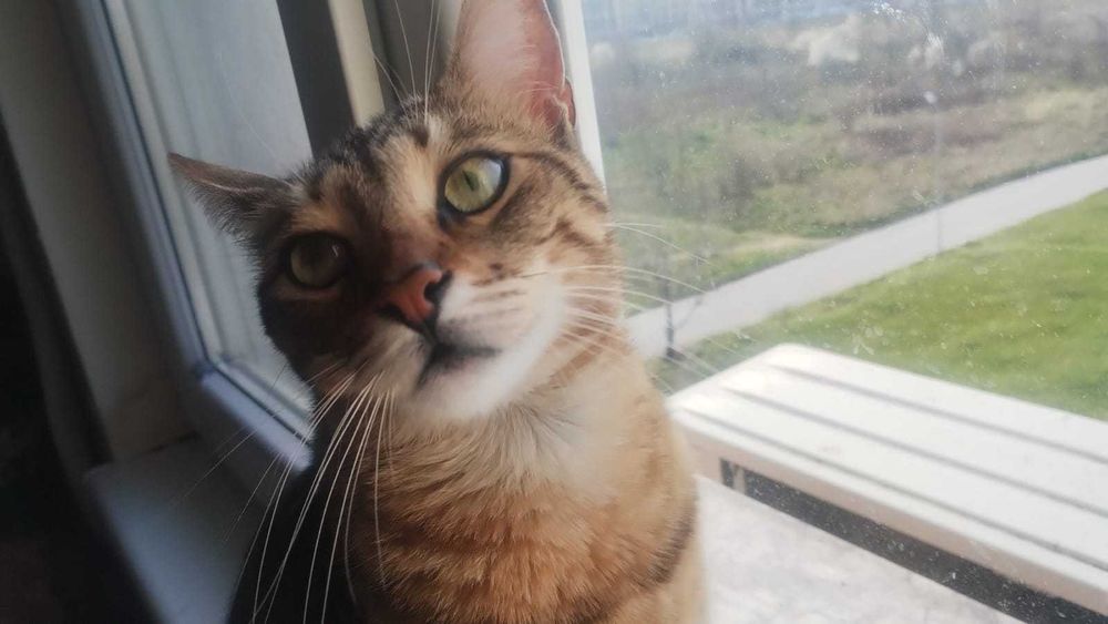 Подарявам женско коте