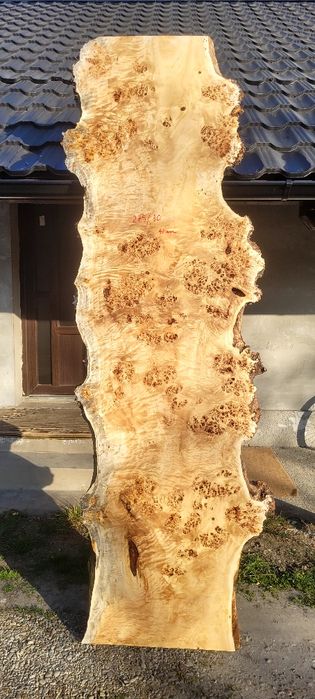 Cherestea plop bubos Premium uscată-plăci mari pentru mese epoxi/rivar