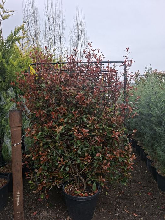 Spalier suport metalic photinia plante terase gard viu