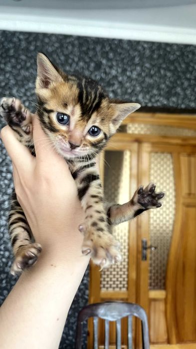 Клубный Бенгальские котят!               Benglskiy