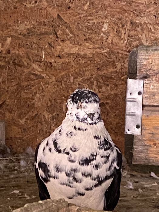 Vand sau schimb porumbei diferite rase