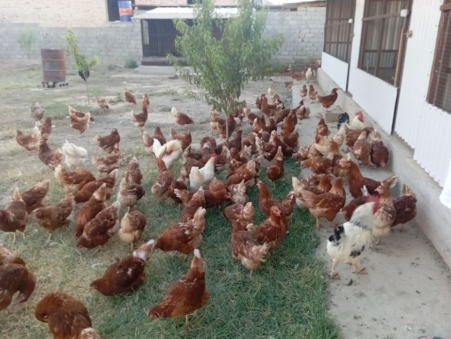 Продам куриц Ломан браун