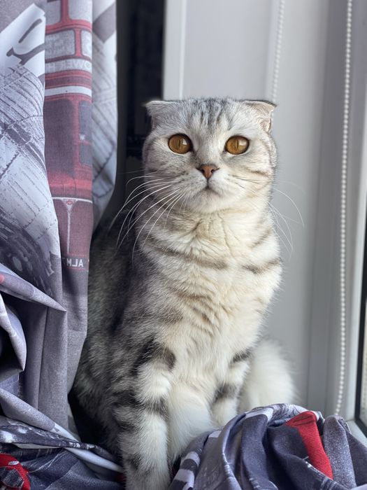Шотландская кошечка (котенок)