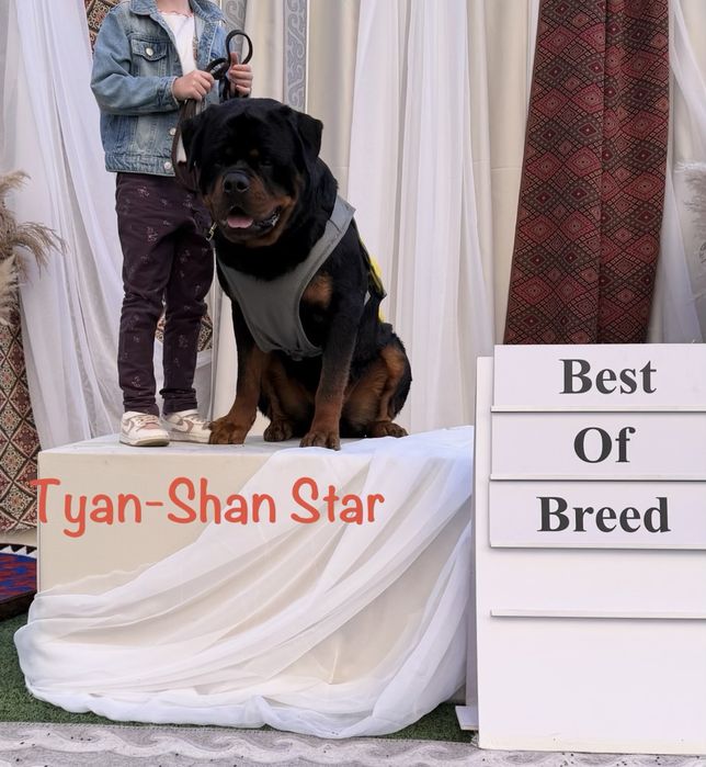 Щенки ротвейлера ADRK линия