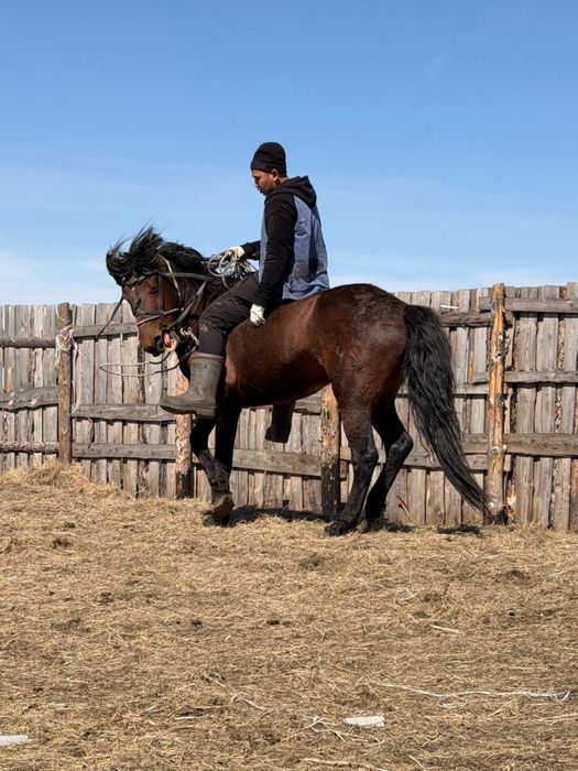 Айгыр Жеребец 6 лет ездовой