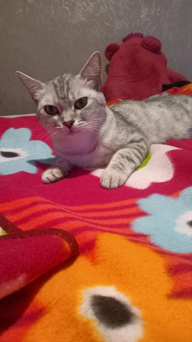 Шотландская прямоухая