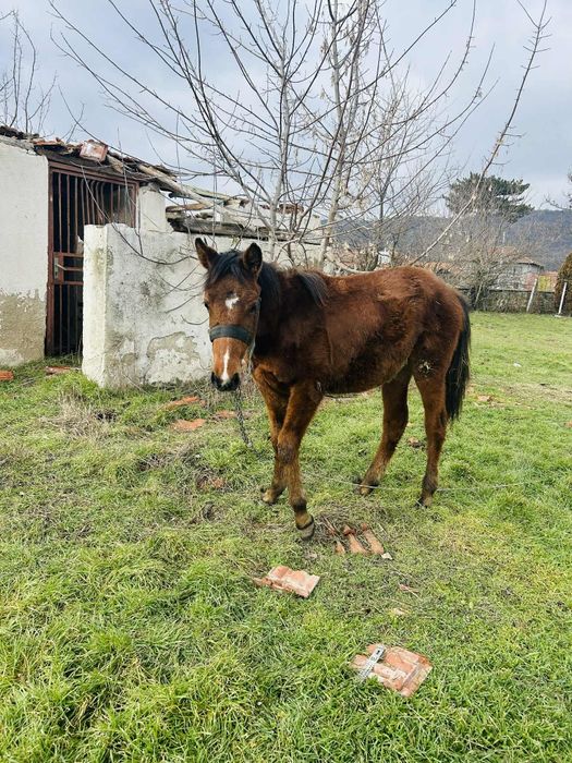 Продавам конче на 8 месеца