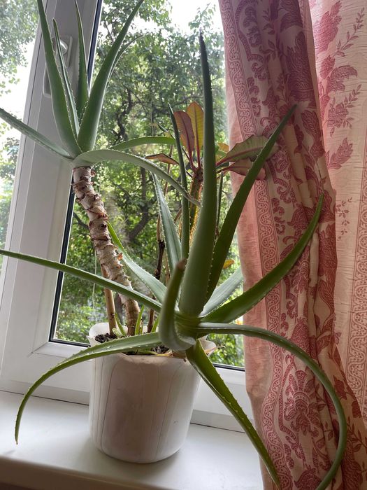 Алое Вера гиганское - взрослое -для офиса