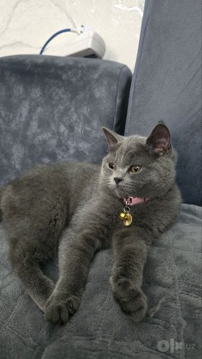 Котёнок скоттиш страйт