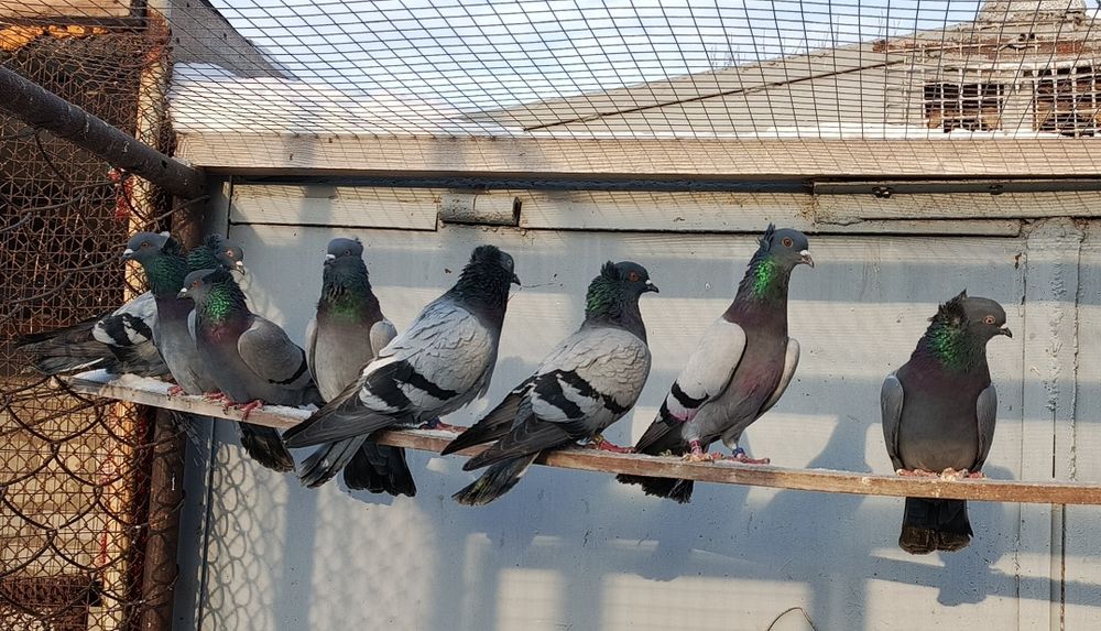 Бакинские голуби