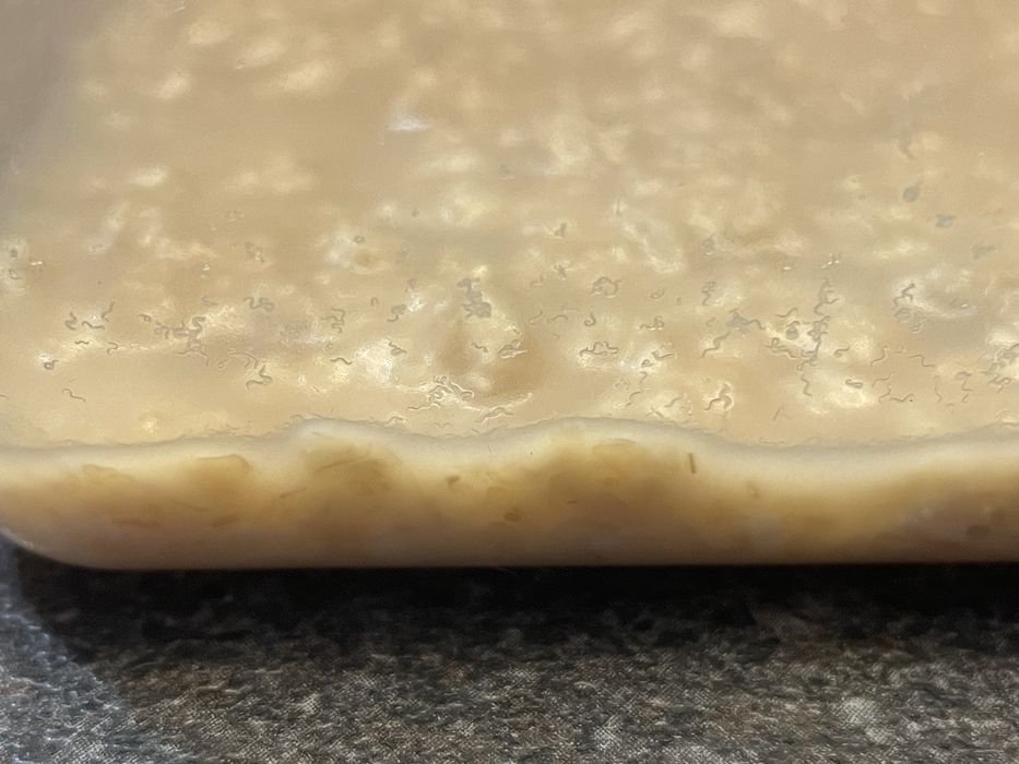 Creveti Blue Dream (Neocaridina davidi) / Melci asasini / Hrana vie